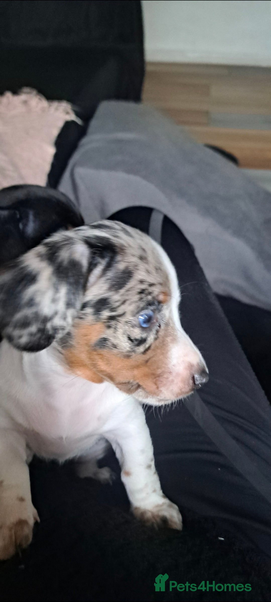 Miniature Dachshund dogs for sale: 3 STUNNINGLY ADORABLE MINIATURE DACHSHUND PUPPIES  - Image 6