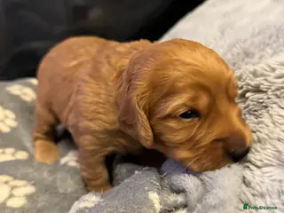 Cockapoo dogs Beautiful Fox Red Cockapoos - Advert 1