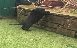 Cockapoo dogs for sale: F1 cockapoo puppies registered breeder - Image 5