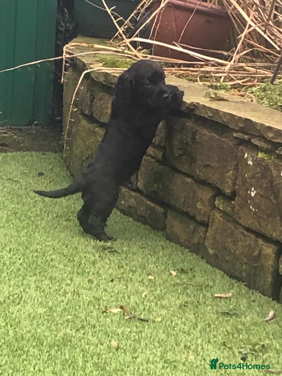 Cockapoo dogs for sale: F1 cockapoo puppies registered breeder - Image 5