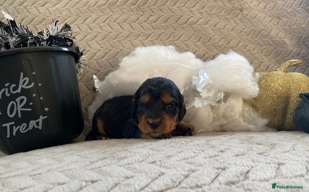 Cocker Spaniel dogs for sale: Working cocker spaniel puppies  - Image 7