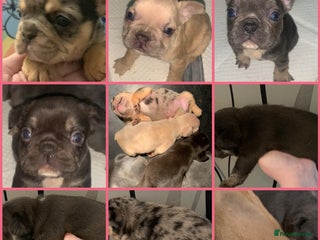French Bulldog dogs Fabulous French bulldogs of excellent quality - Advert 3