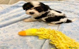 Cavapoo dogs for sale: Extensively Health tested F1 Toy Cavapoo puppies - Image 9