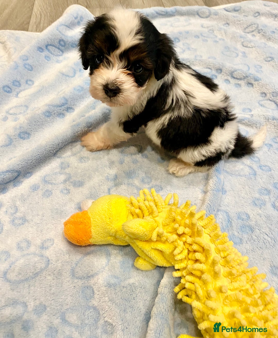 Cavapoo dogs for sale: Extensively Health tested F1 Toy Cavapoo puppies - Image 9