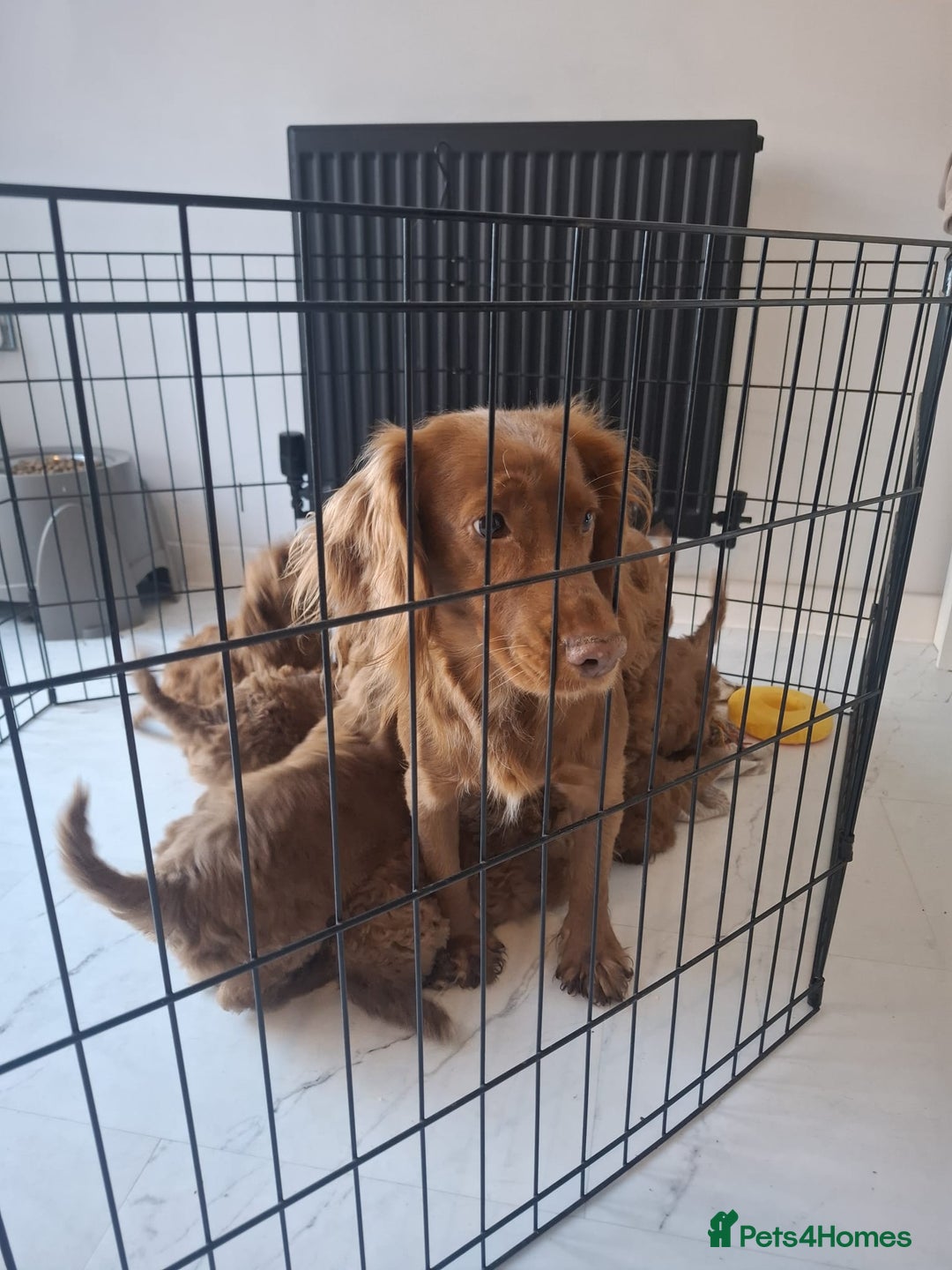 Cockapoo dogs for sale: COCKAPOOS READY NOW - Advert 7