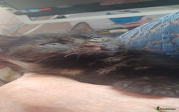 British Longhair cats for sale: 3 baby kittens house trained needing a new home - Image 7