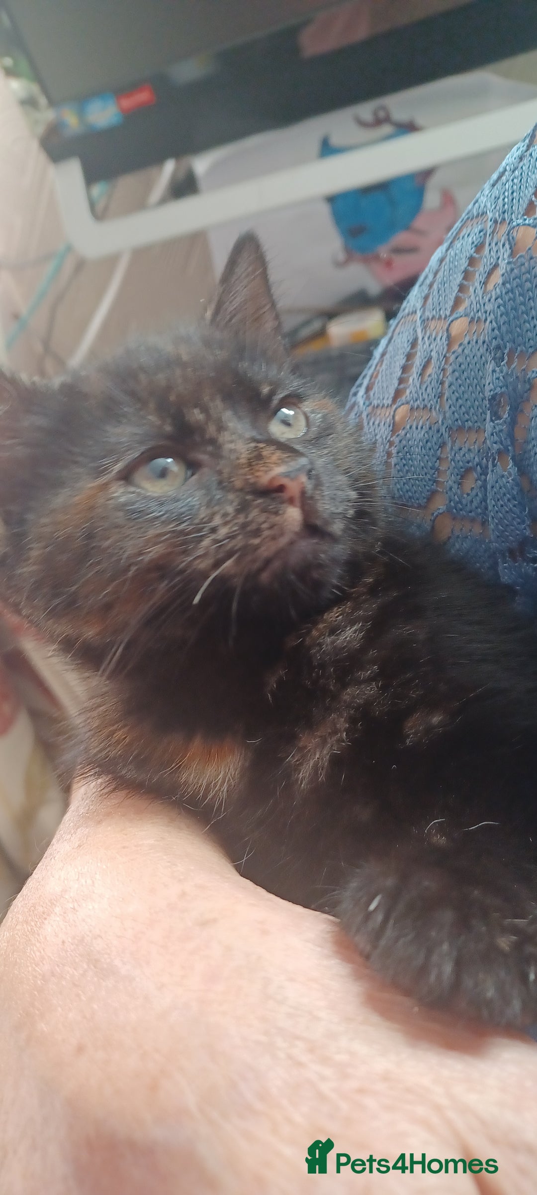 British Longhair cats for sale: 3 baby kittens house trained needing a new home - Image 7