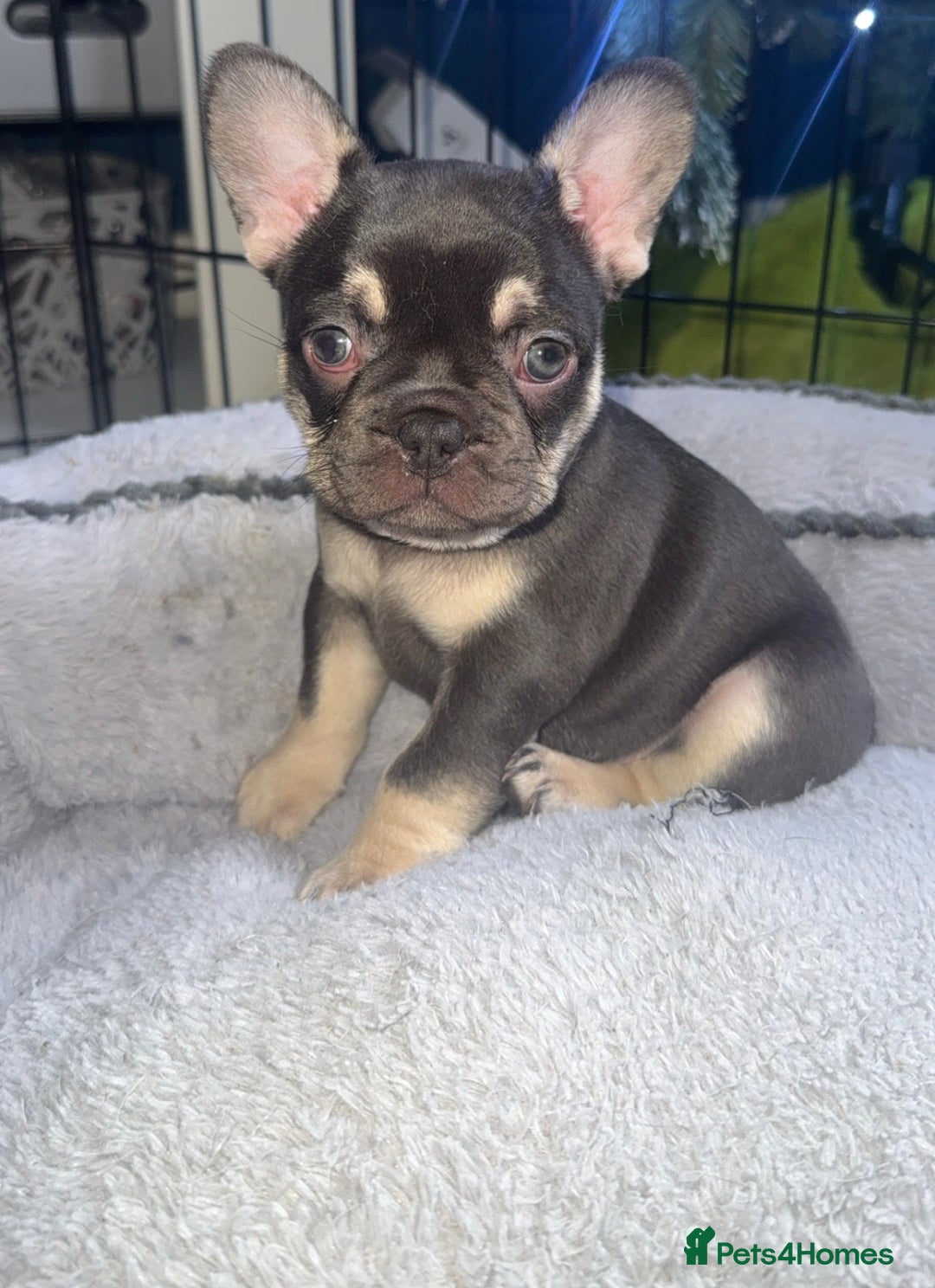 French Bulldog dogs for sale: 🐾Beautiful French Bulldog Puppies🐾 - Advert 4