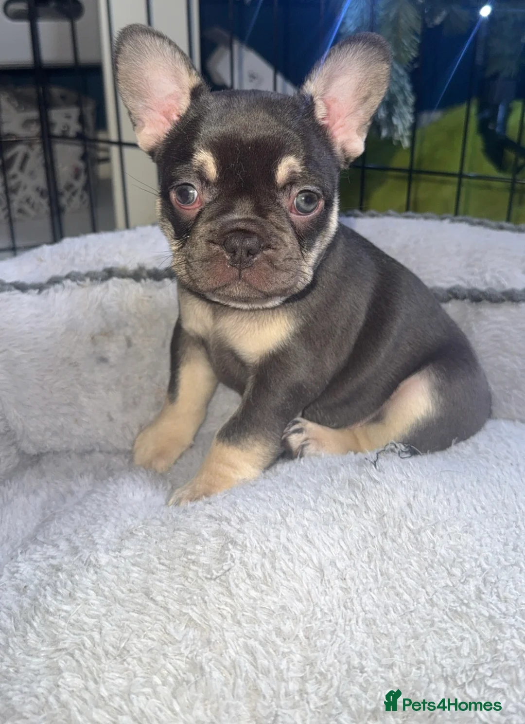 French Bulldog dogs for sale: ✨PRICE DROP!🐾3 Beautiful French Bulldog Puppies🐾 - Advert 11