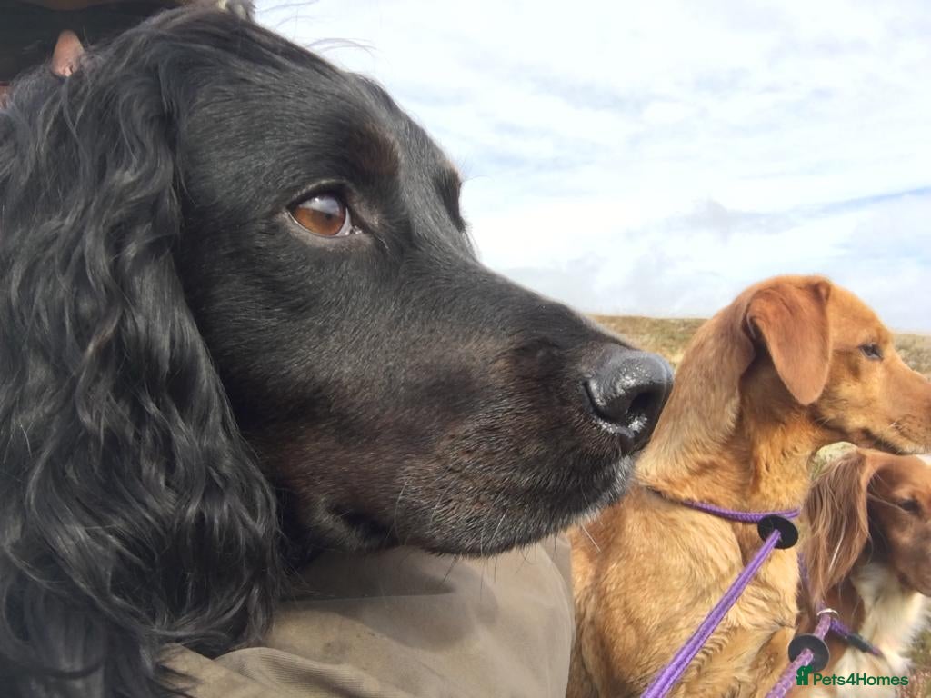 Cocker Spaniel dogs Our lovable & small type black cocker spaniel stud in Bristol - Advert 12