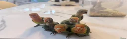 Lovebirds birds for sale: Silly tame and cuddly lovebird chicks - Advert 4