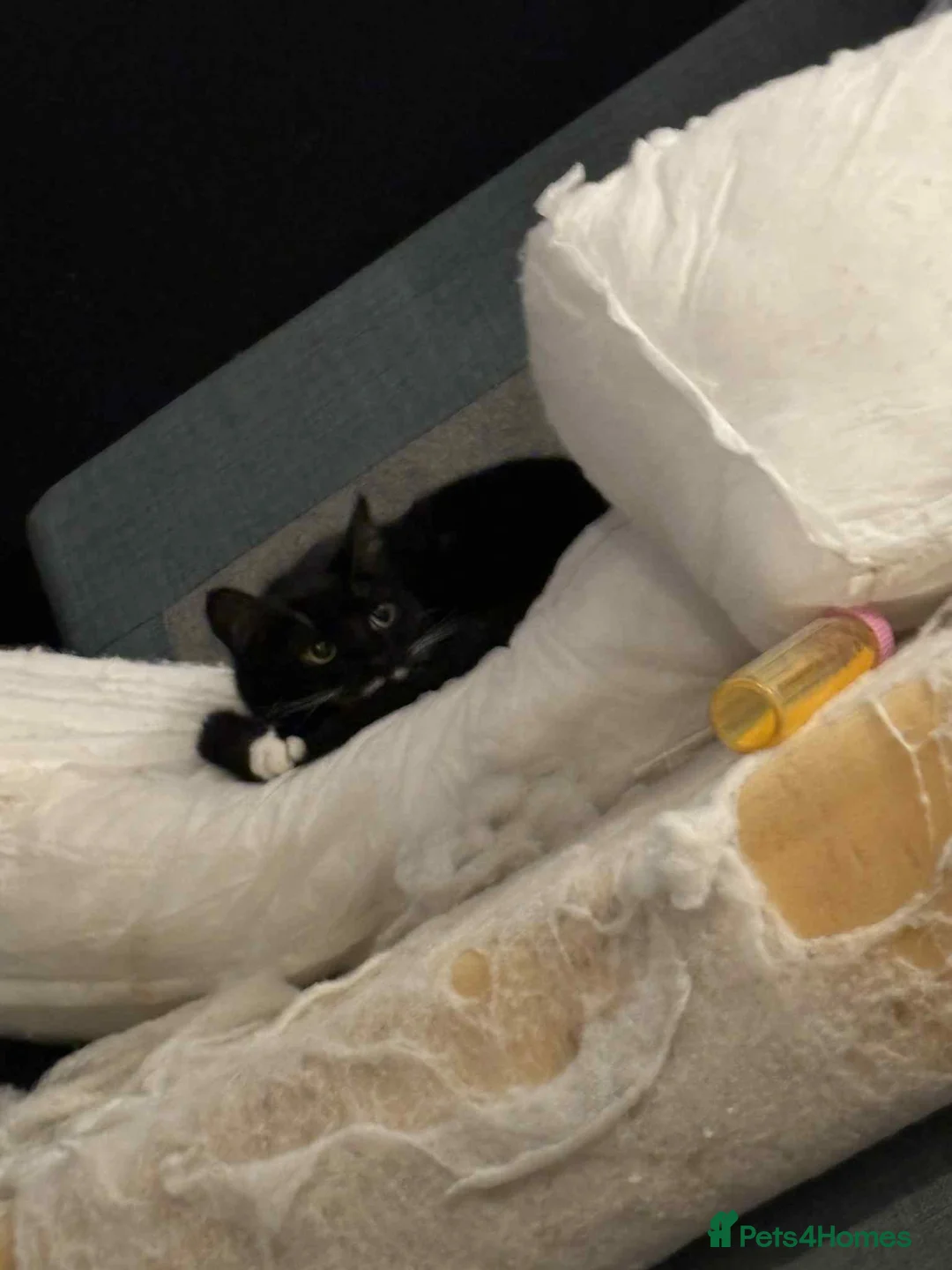 Mixed Breed cats for sale: Black and white cat  - Advert 2