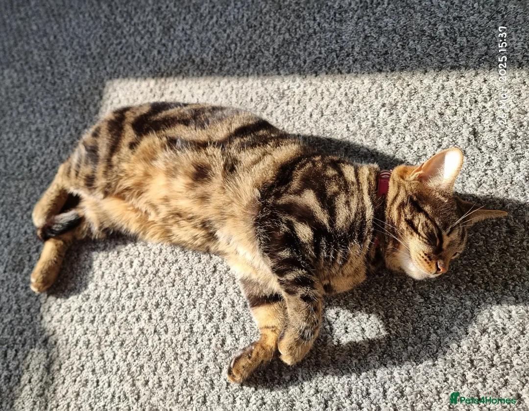 Brazilian Shorthair cats for sale: Family of 3 gorgeous cats for adoption - Advert 14