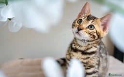 Bengal cats for sale: Top quality Bengal Girl- TICA reg.- AVAILABLE NOW - Advert 6
