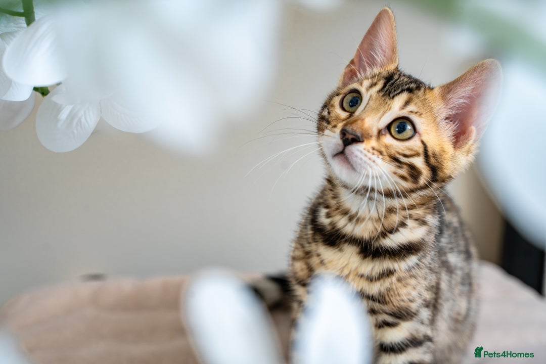 Bengal cats for sale: Top quality Bengal Girl- TICA reg.- AVAILABLE NOW - Advert 6