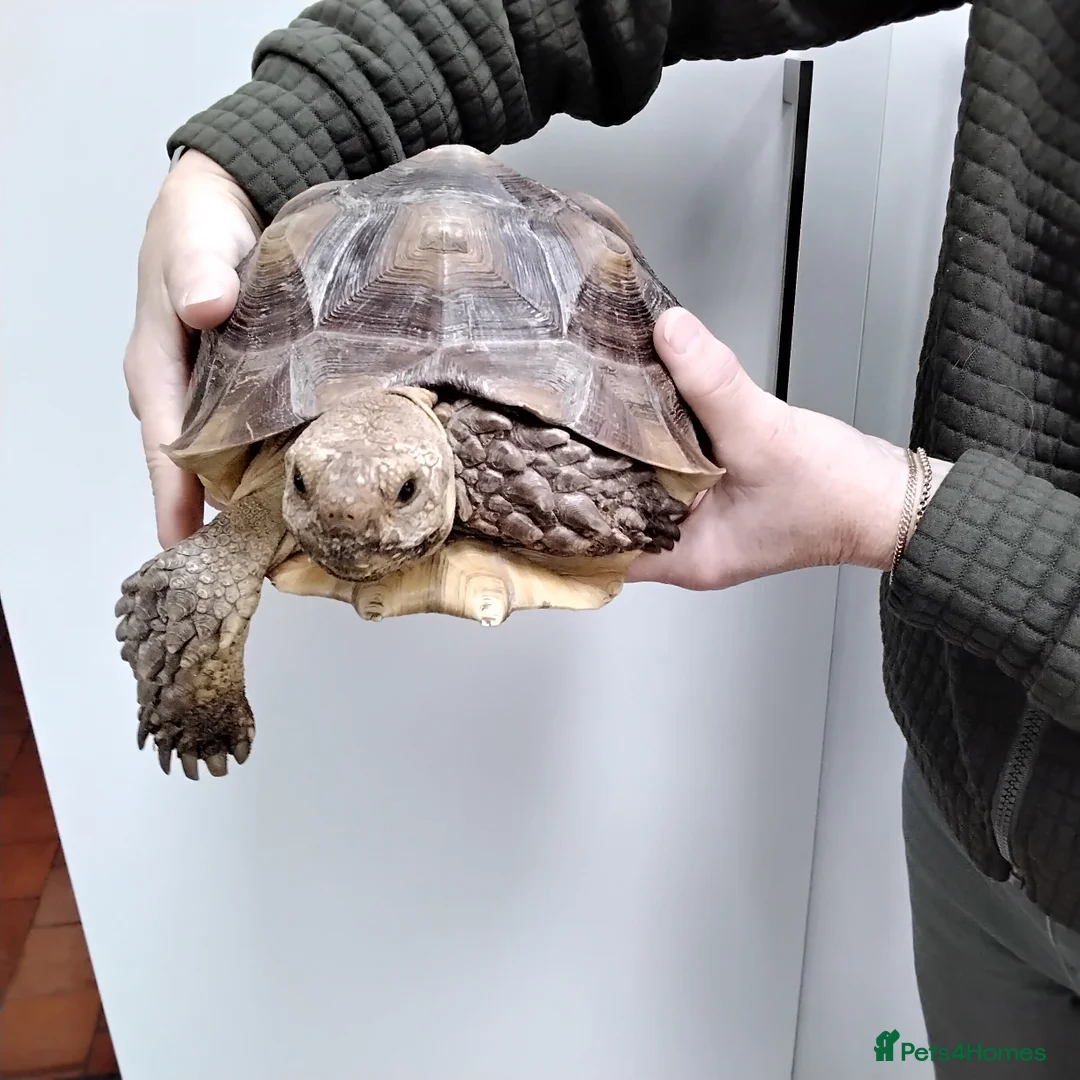 Tortoise reptiles for sale: Two Sulcata Tortoise  in Maldon - Advert 4