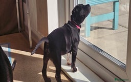 Staffordshire Bull Terrier dogs for sale: Staffordshire bull terrier puppies. - Image 9
