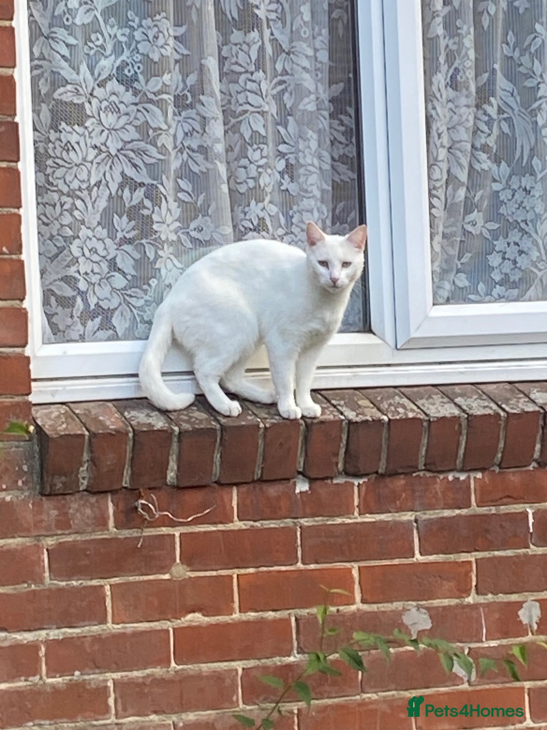 British Shorthair cats for sale: Cats- free to good home  - Image 1