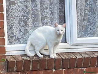 British Shorthair cats - Advert 16