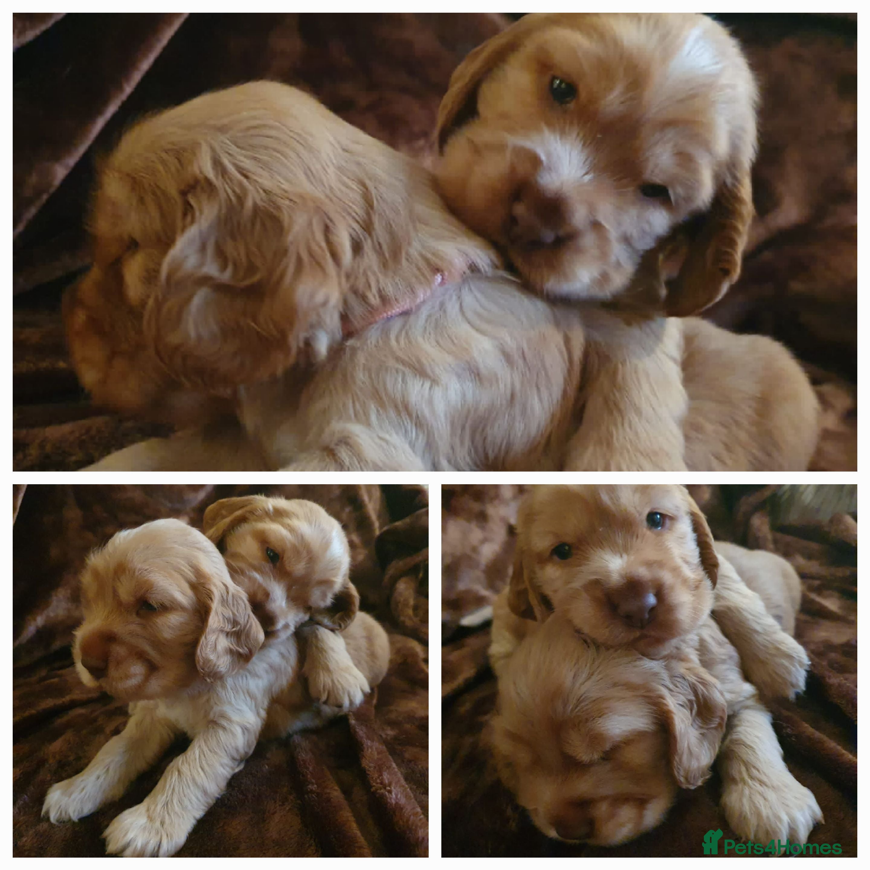 Cocker Spaniel dogs KC SHOW COCKER SPANIEL PUPPIES EXTENSIVELY HEALTH - Advert 4