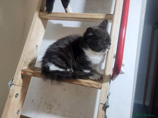 British Shorthair cats Pure British short hair kittens - Advert 7