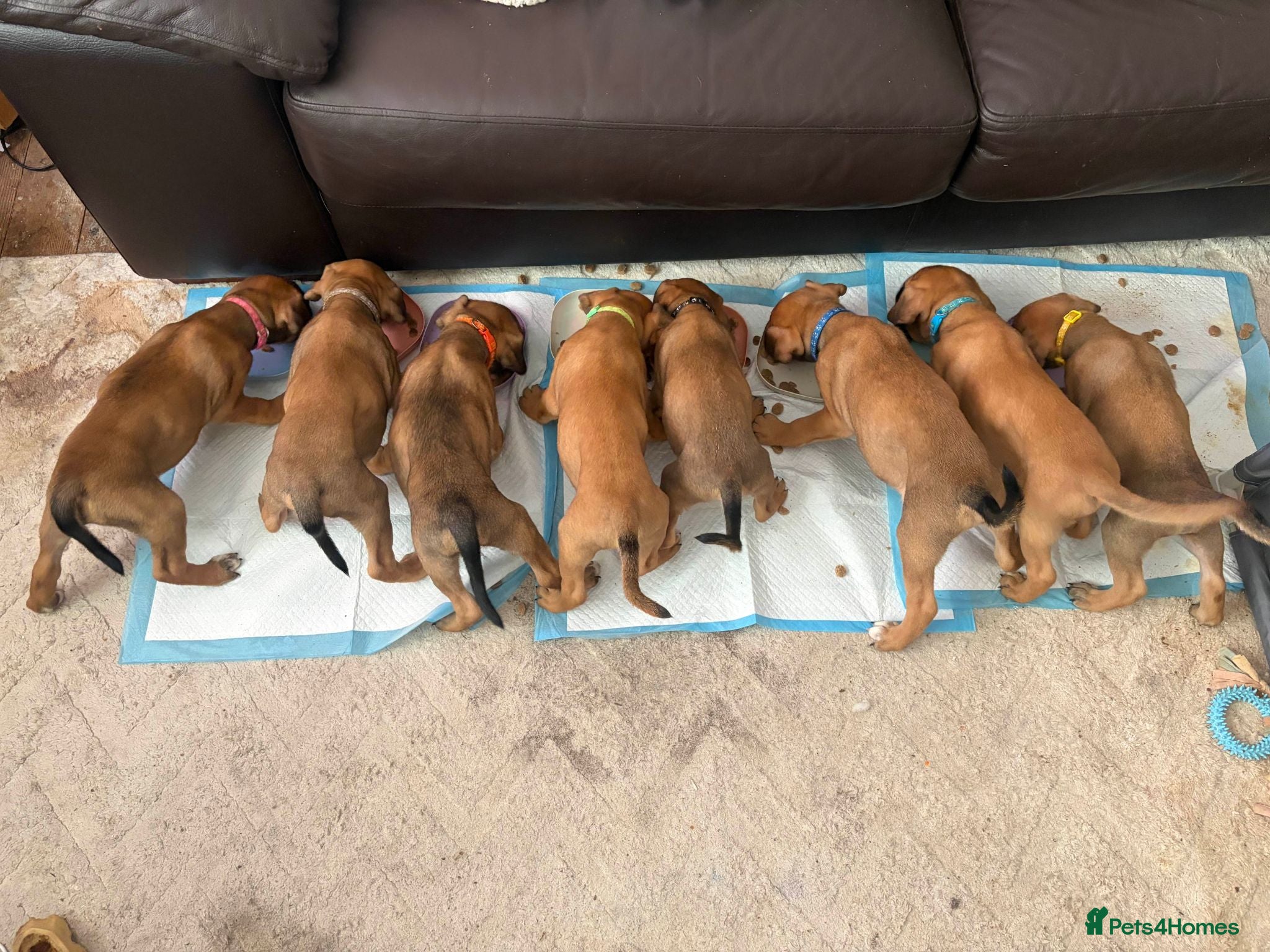Mixed Breed dogs Large-Breed Mastiff Cross Puppeis  - Advert 16