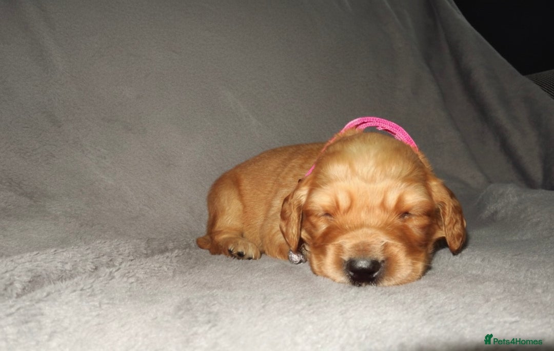 Cockapoo dogs for sale: Cockapoo Puppy’s 🐶🐾 - Advert 4