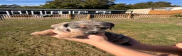 Miniature Dachshund dogs for sale: Miniture Dashunds for sale  in Maidstone - Advert 5