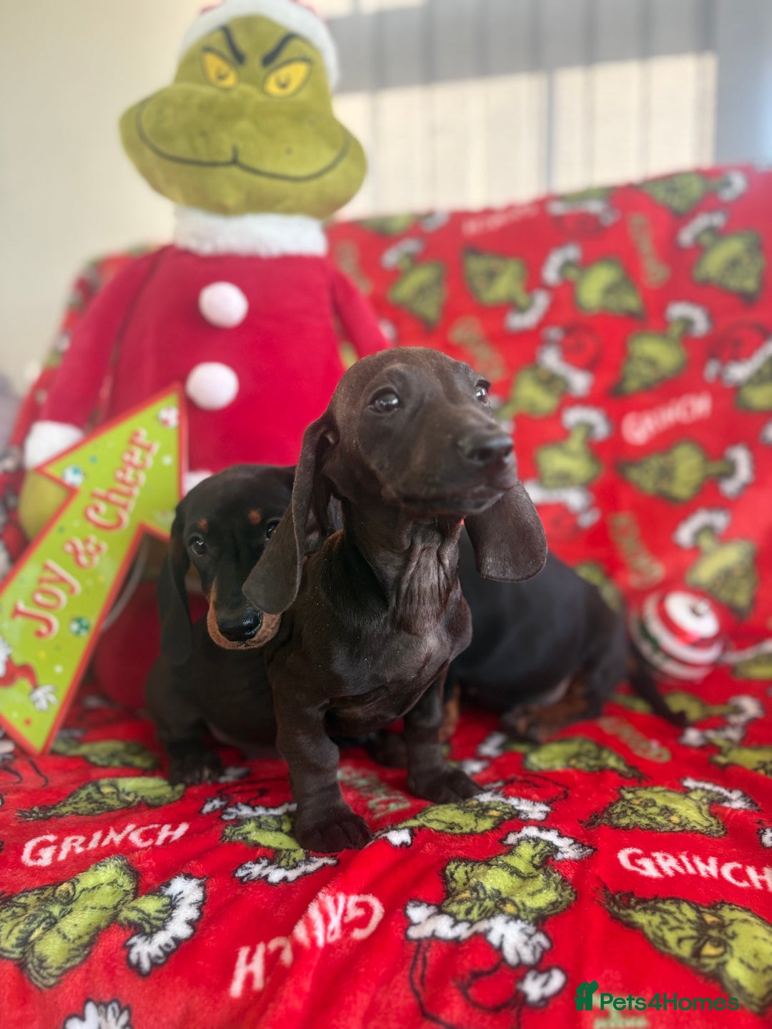 Miniature Dachshund dogs for sale: Beautiful babies ready for there5⭐️ home - Advert 6