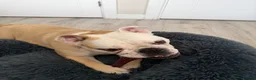 English Bulldog dogs for sale: Female Bulldog - Bruno  - Advert 2