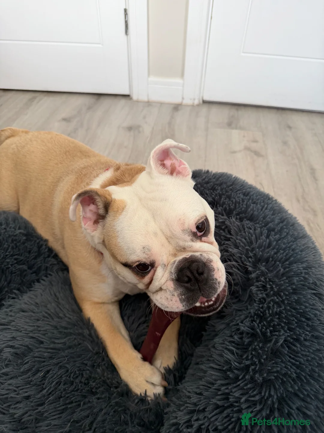English Bulldog dogs for sale: Female Bulldog - Bruno  - Advert 2