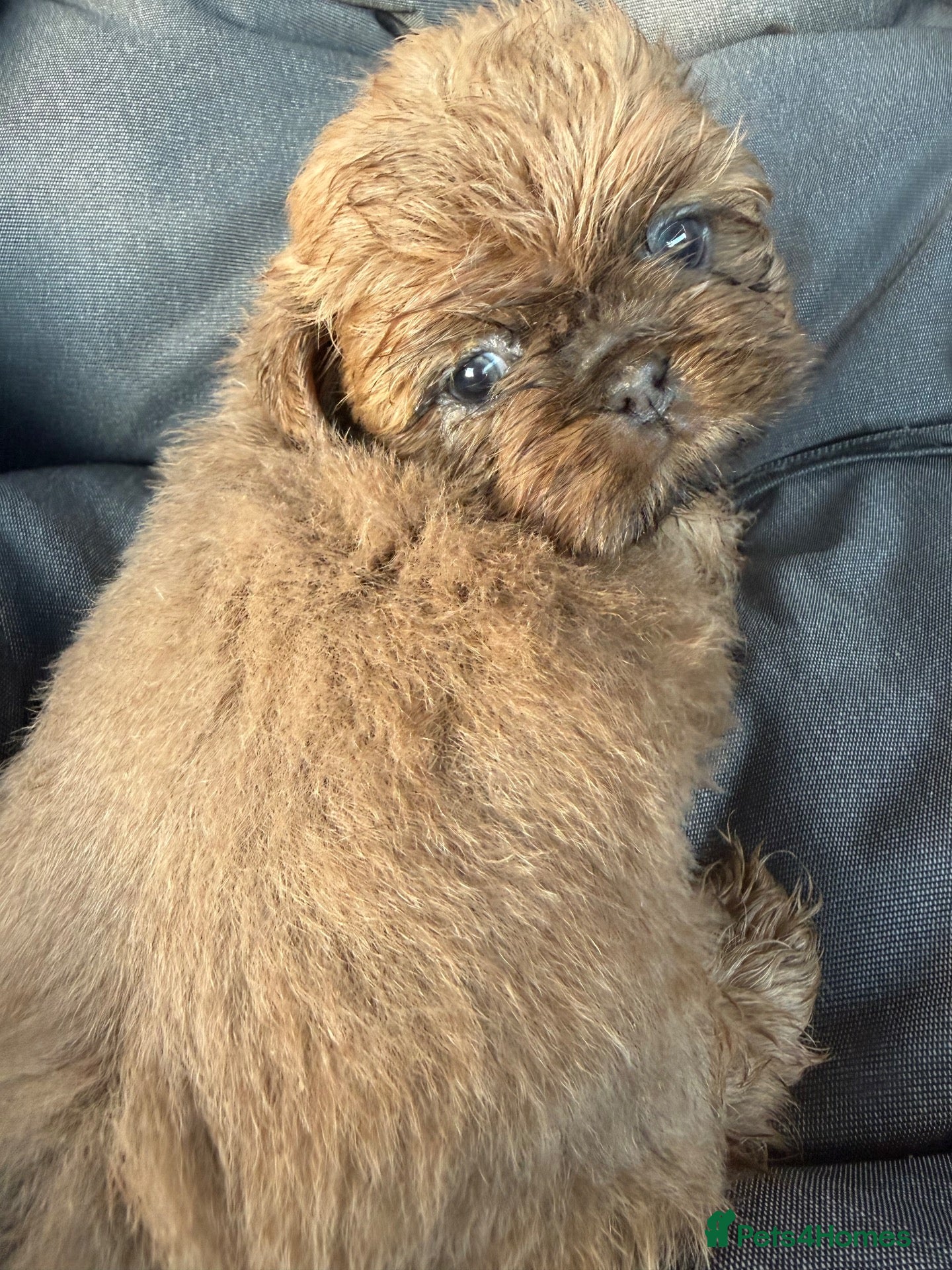 Shih Tzu dogs Stunning imperial Shihtzu puppies Kc registered  - Advert 2