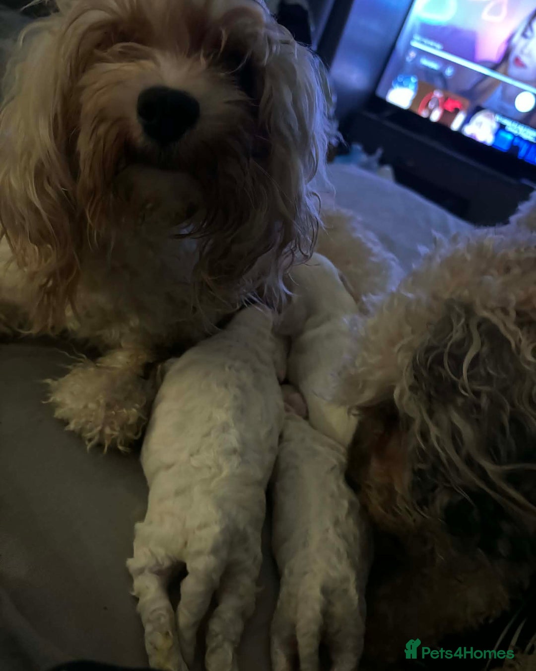 Cavapoo dogs for sale: F1B Cavapoo Puppies  - Advert 4