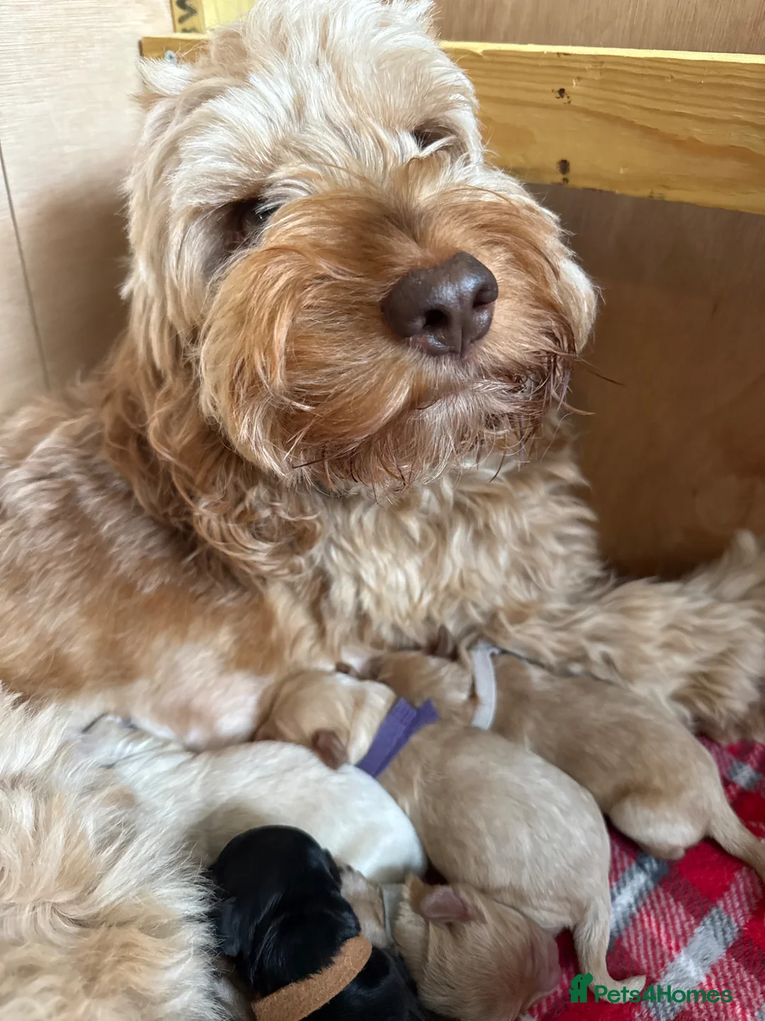 Cockapoo dogs for sale: Cockapoo puppies for sale  - Advert 2