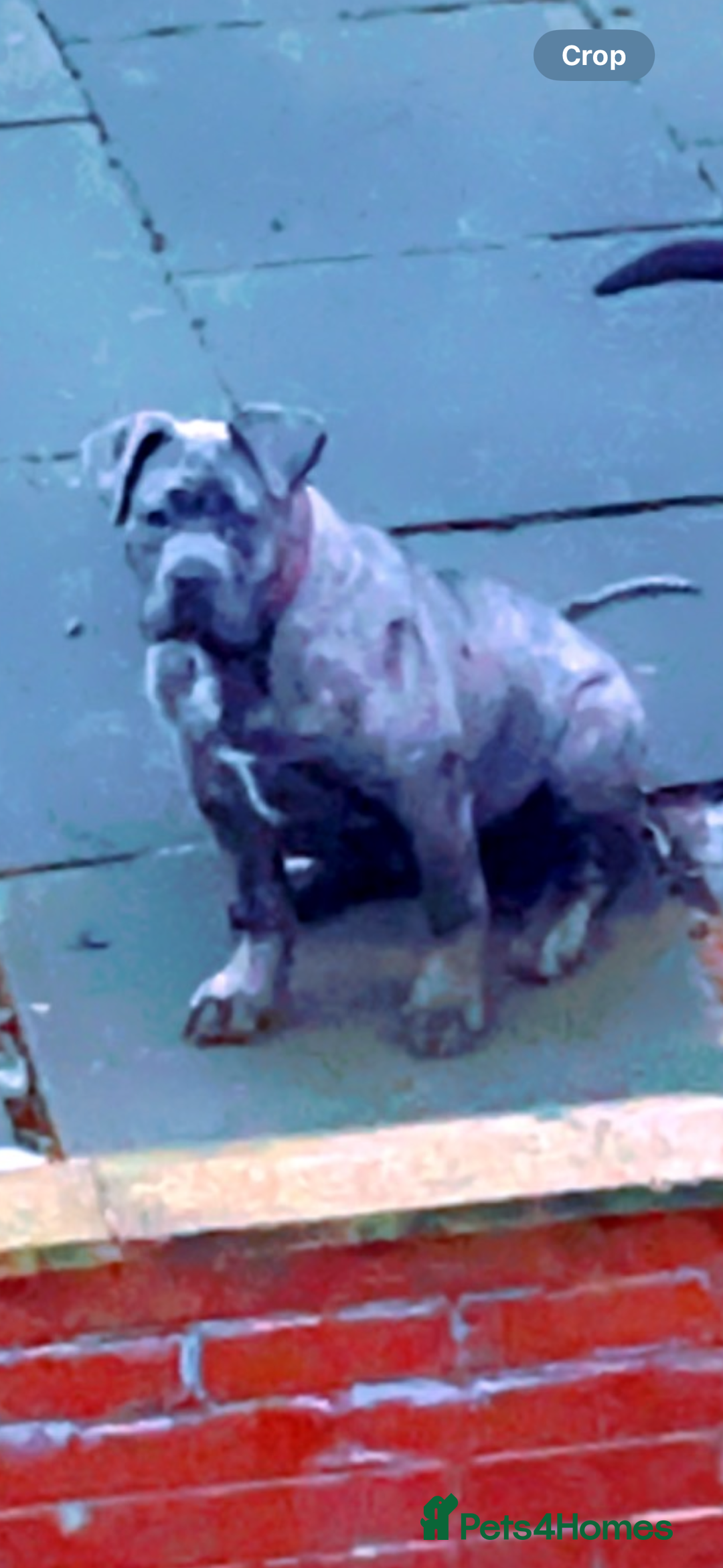Presa Canario dogs for sale: Beautiful female ready to breed  - Image 2