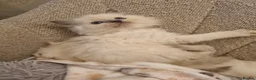 Ragdoll cats for sale: Health tested pure ragdoll  kittens  - Advert 28