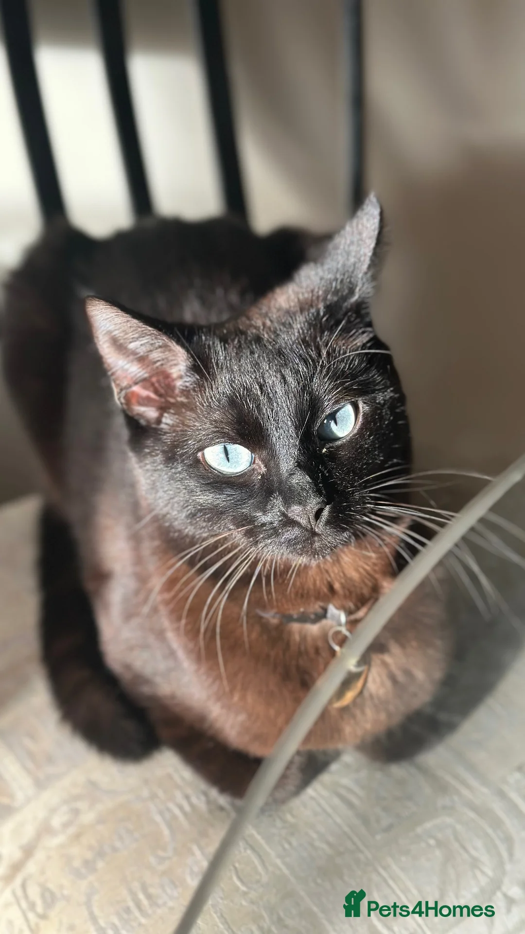 Ragdoll cats for sale: GORGEOUS RAGDOLL-SIAMESE KITTENS - Advert 6