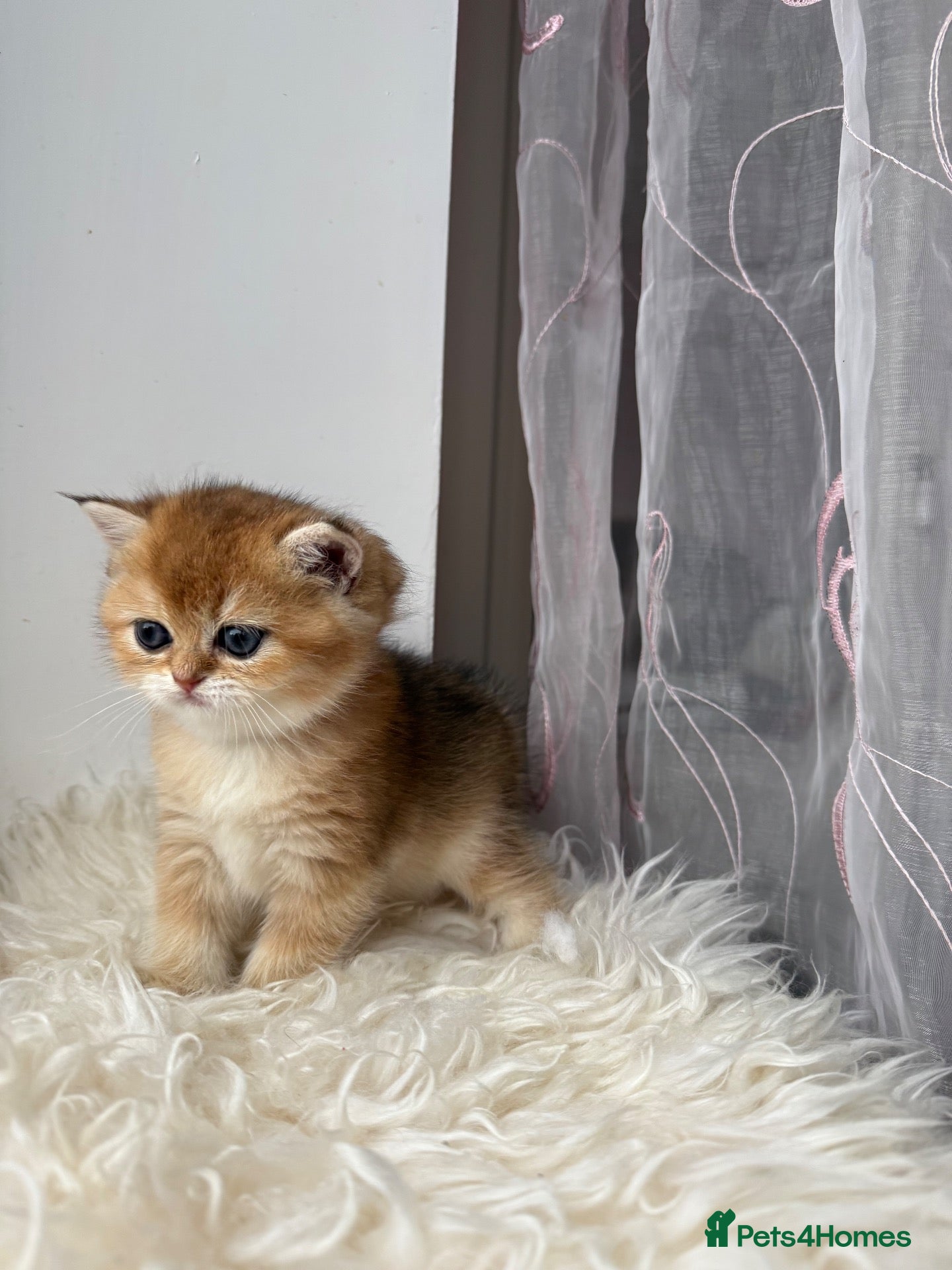 British Shorthair cats 🌟PREMIUM GOLDEN BRITISH SHORT/LONGHAIRS 🌟 - Advert 1