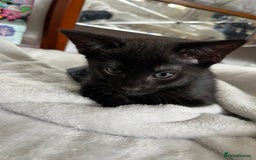 Mixed Breed cats for sale: Beautiful kittens ready for loving new homes.  - Image 12