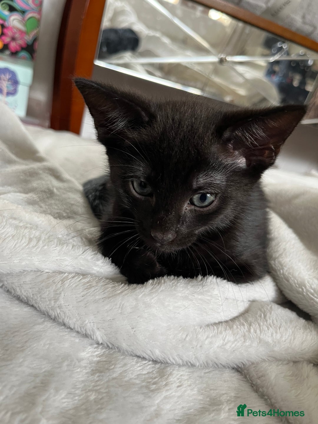 Mixed Breed cats for sale: Beautiful kittens ready for loving new homes.  - Image 12