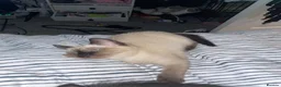 Siamese cats for sale: New born kittens  - Advert 3