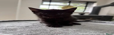 Domestic Shorthair 2