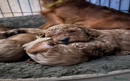 Cavapoo dogs for sale: Red Cavapoo Pups - Advert 12