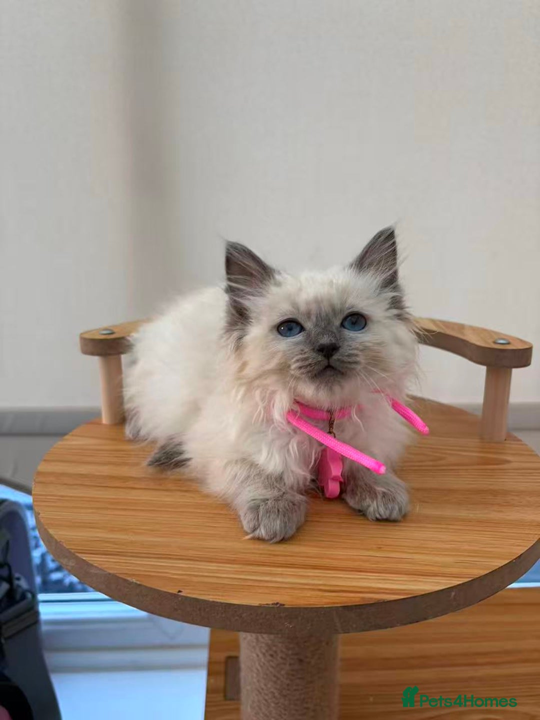 Ragdoll cats for sale: 8 purebred Ragdoll cats - Advert 12