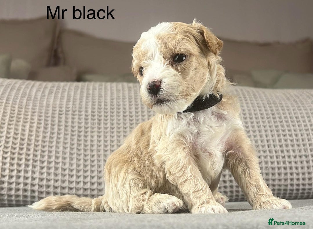 Maltipoo dogs for sale: F1b Maltipoo Mum. KC Maltese dad - Advert 2