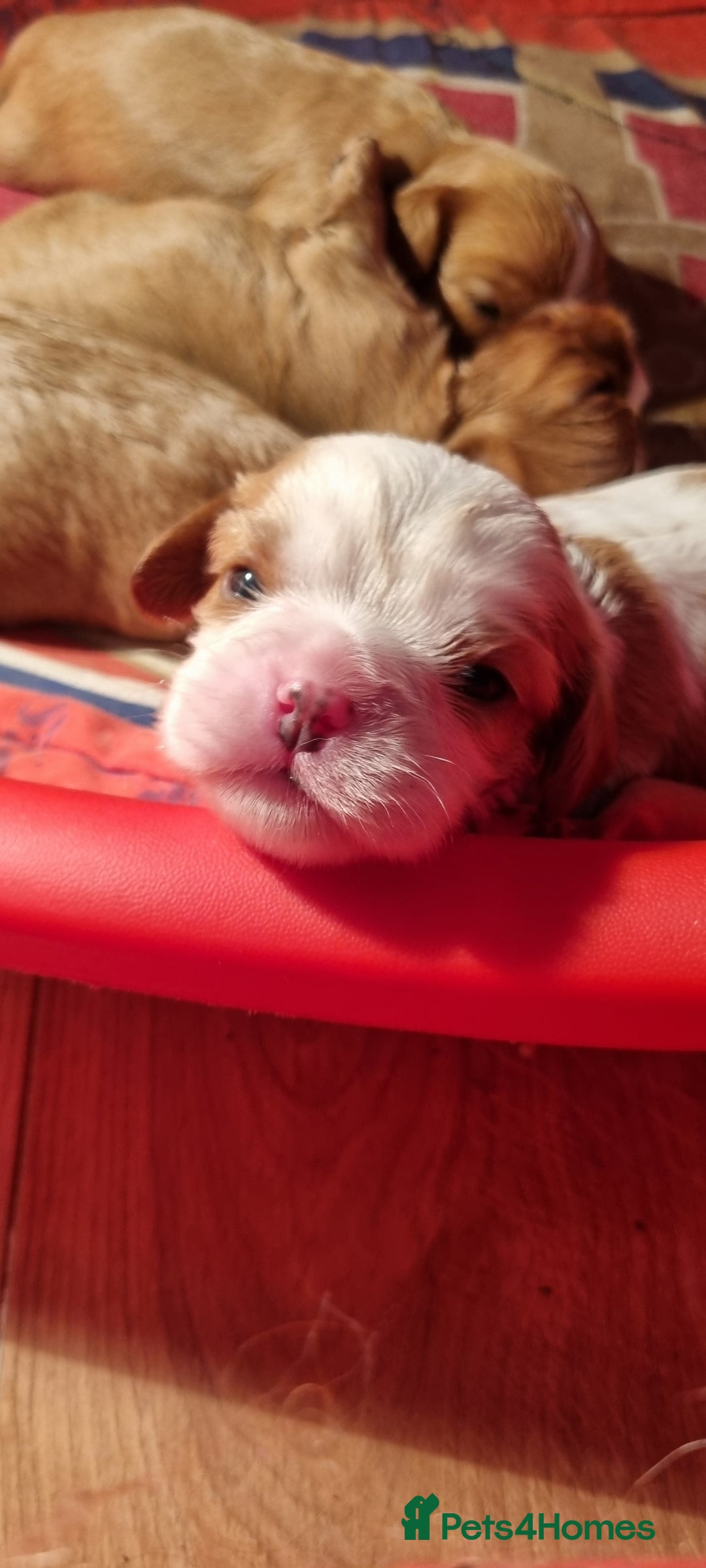 Cavalier King Charles Spaniel dogs for sale: Cavaliers King Charles spaniels - Image 10