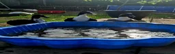 Ducks poultry for sale: 2 x Drakes and/or 8 x hens in need of a good home in Chard - Advert 15