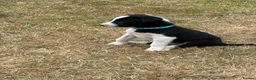 Border Collie dogs for sale: Kevin Smith in Lincoln - Advert 25