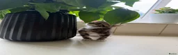 Mixed Breed cats for sale: Four kittens - Advert 6