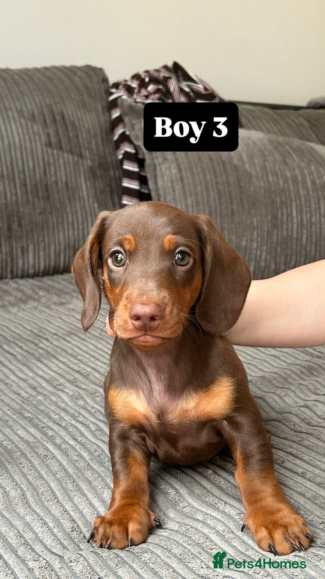 Miniature Dachshund dogs for sale: KC Registered Miniature Dachshund Puppies - Image 4
